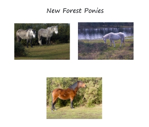 In January in the New Forest we watched the ponies go to the water and drink. They seemed to be feeding on the gorse.